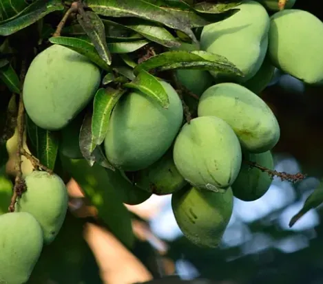 Green mangoes hanging from a leafy tree branch