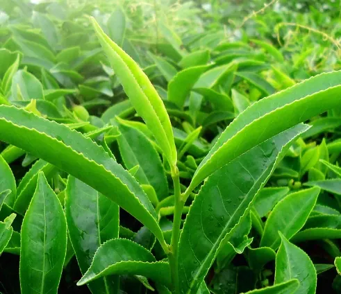 Fresh green tea leaves on the plant